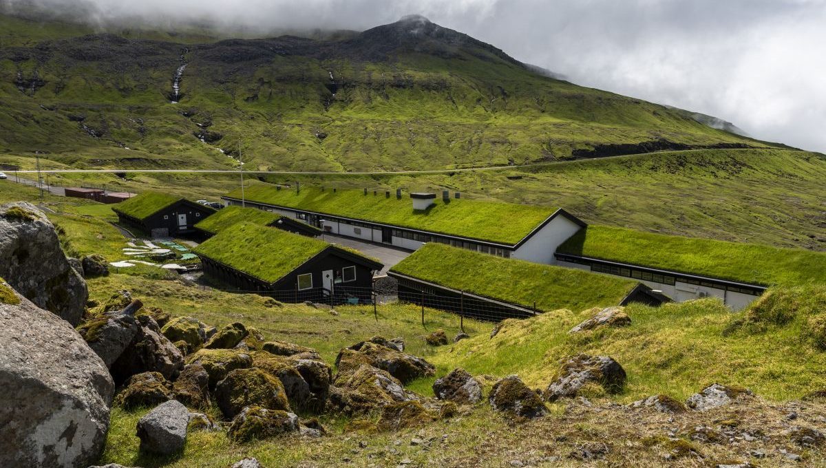 Co to jest zielony dach?