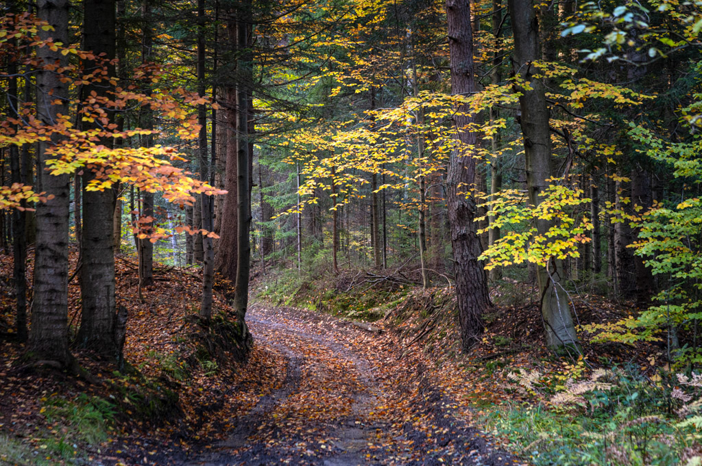 Jesień w Beskidzie Małym