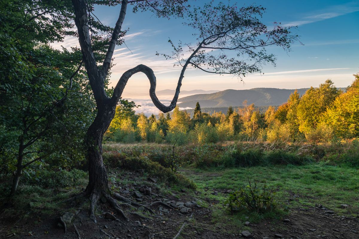 słynna brzoza z chrobaczej